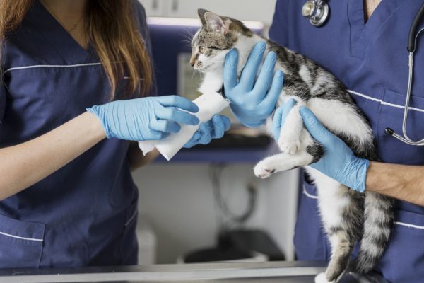 gato e veterinarios